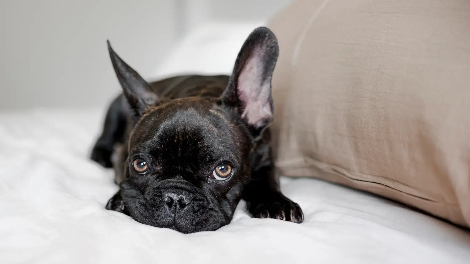 Fear Periods in Dogs: A Complete Guide for Pet Parents