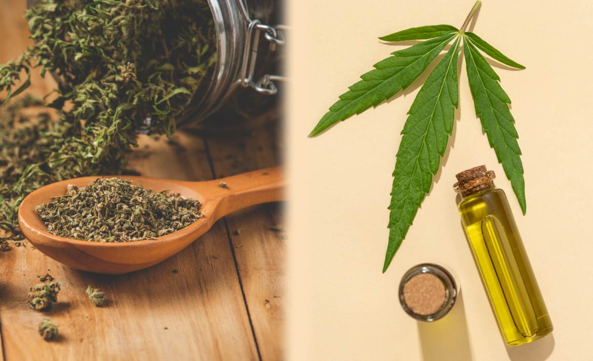 Hemp vs CBD for Dogs: What's the Difference?