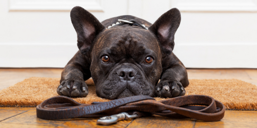 Dog sitting in front of a leash for walking.
