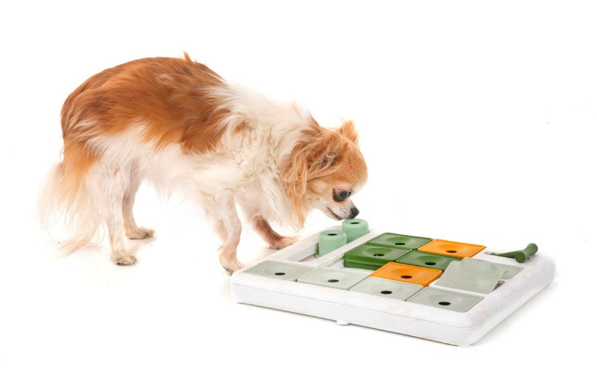 Dog Enrichment Ideas to Keep Your Pup Happy