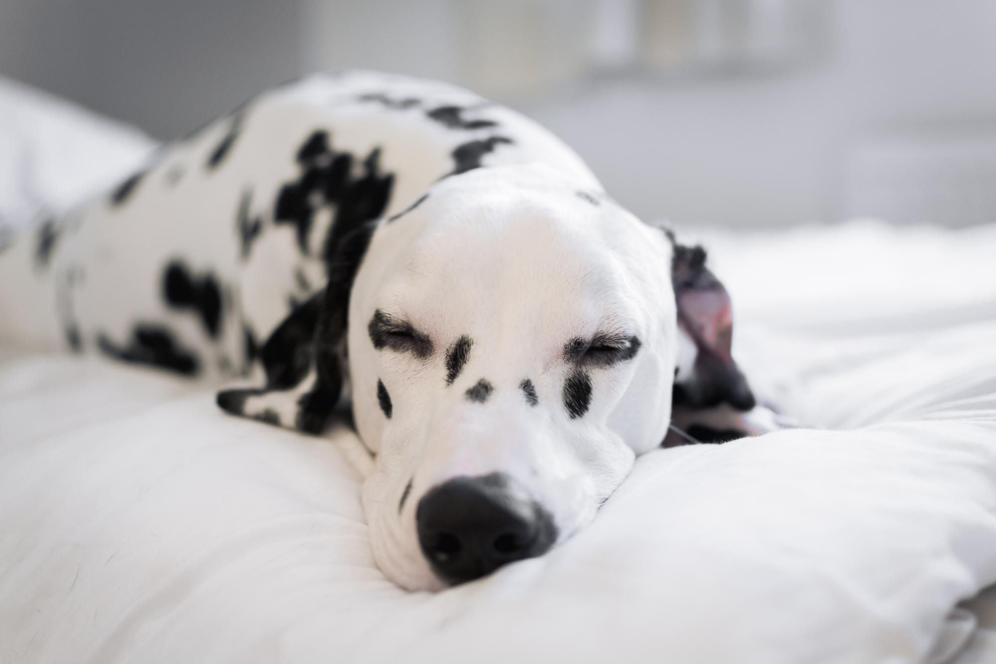 How to Build the Best Bedtime Routine for Your Dog or Puppy