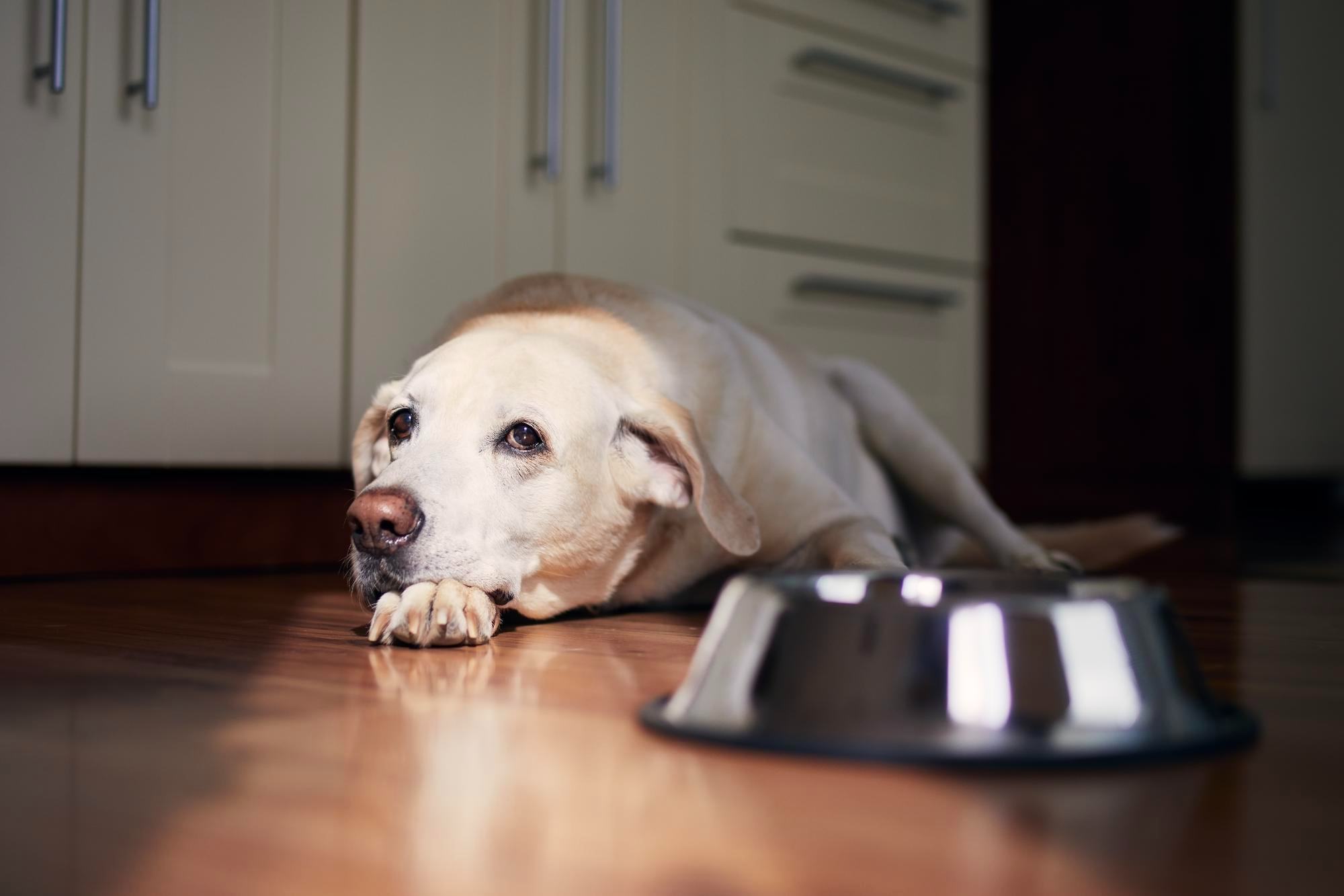 Symptoms of Poor Gut Health in Dogs: Signs Every Owner Should Know