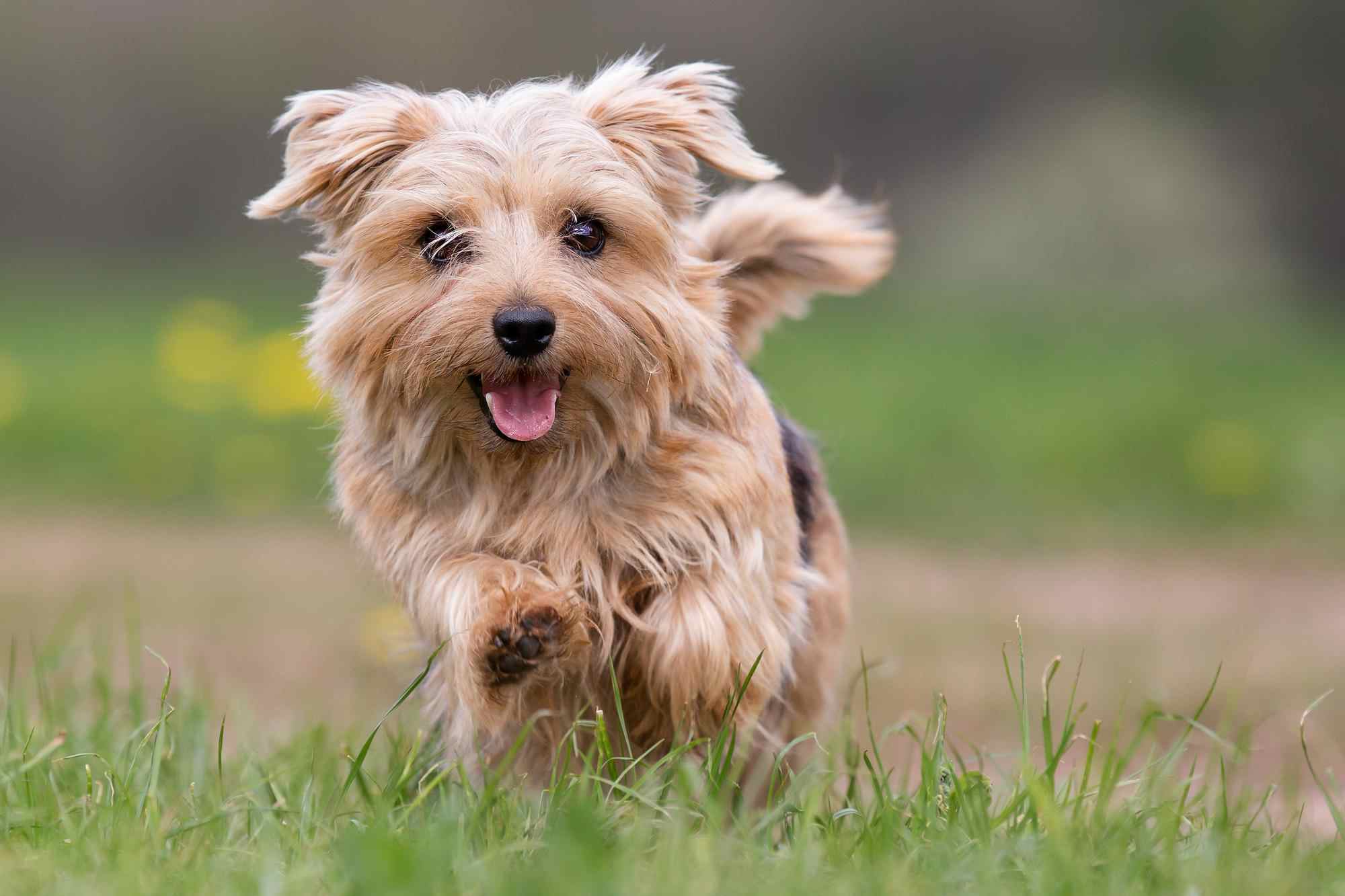 A Guide to Best Joint Supplements for Dogs