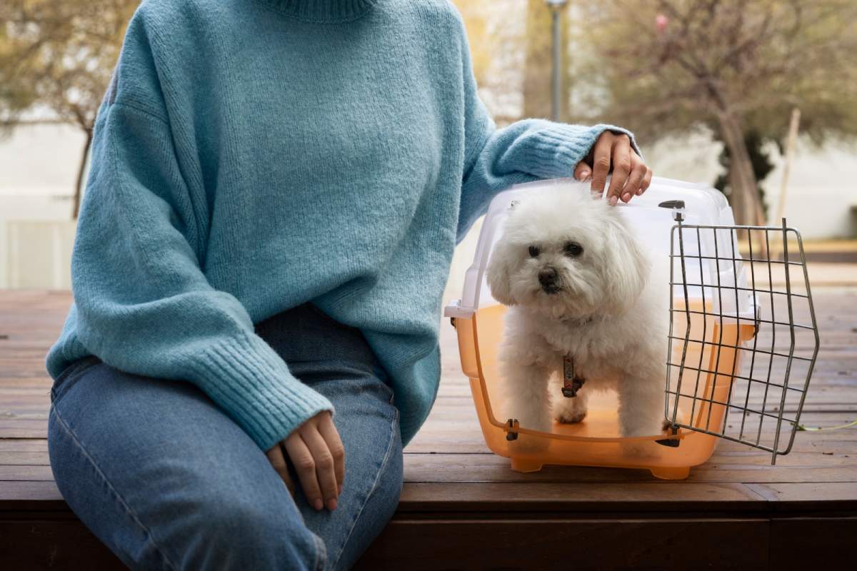 How Relocation Impacts Canine Emotions and Mental Health