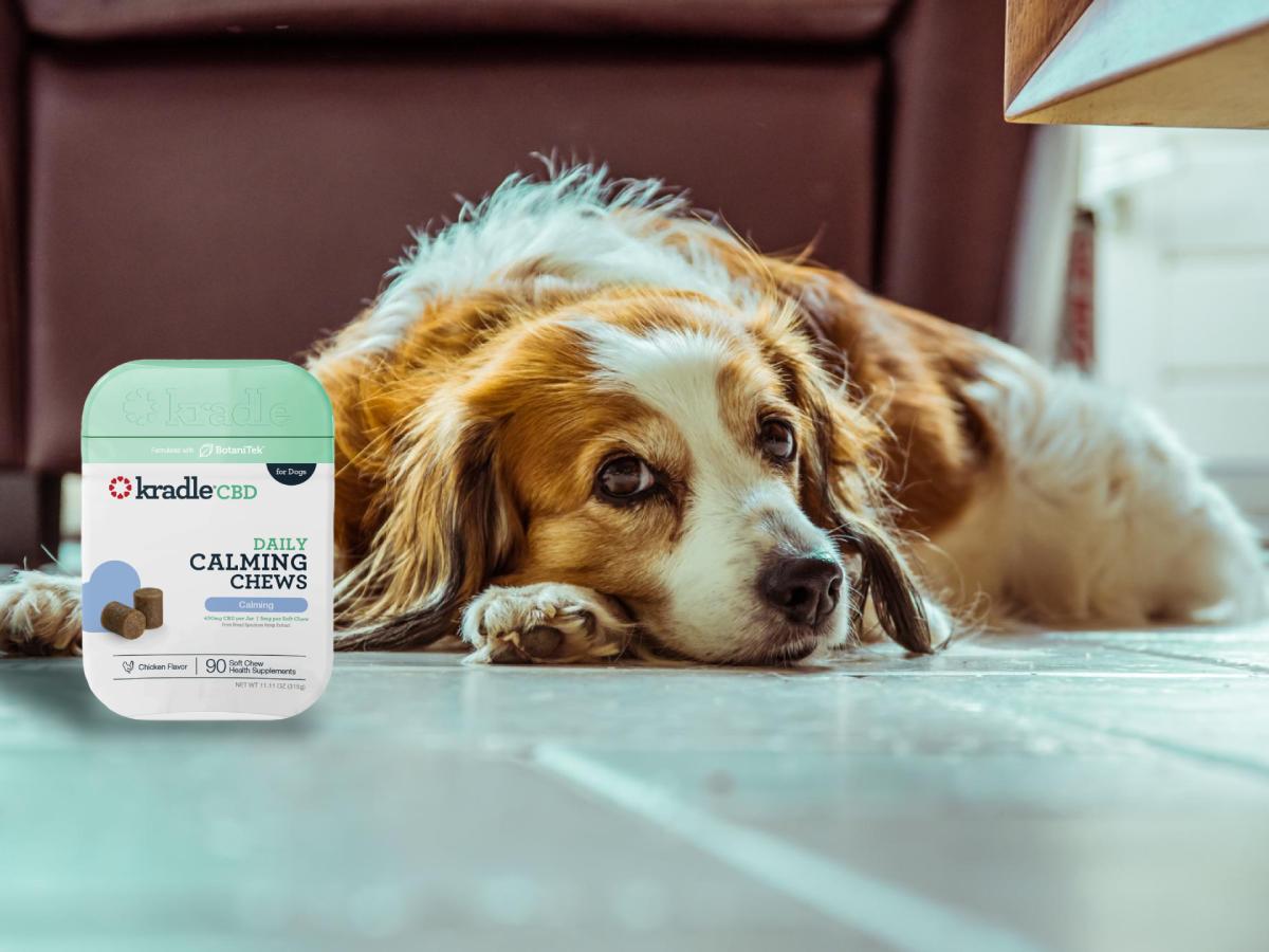 How Long to Leave a Dog Alone — Puppies to Seniors