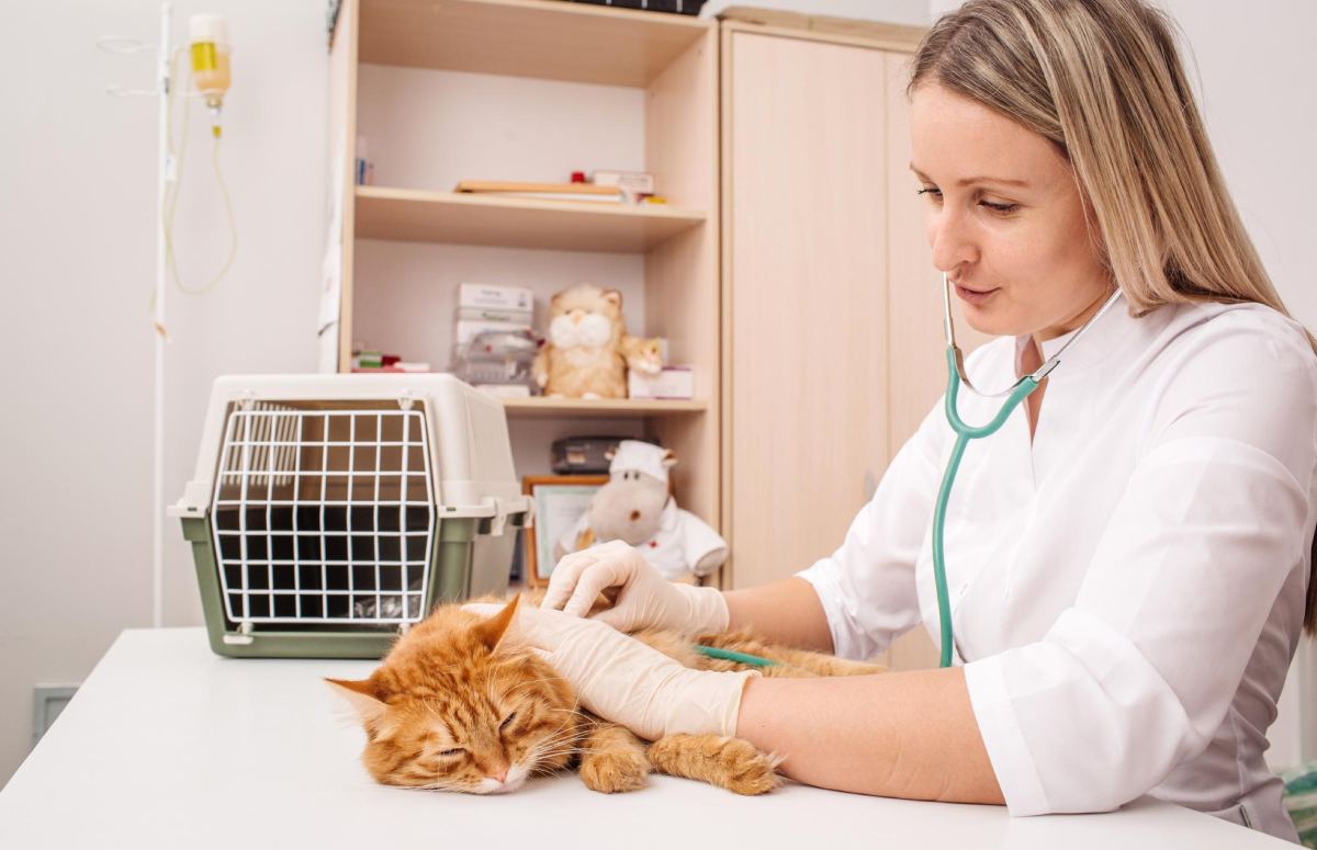 Cat Seasonal Allergies: Signs, Causes & Relief