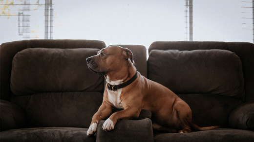 COVID-19 Uncertainty — A Stressful Time for All Family-Members