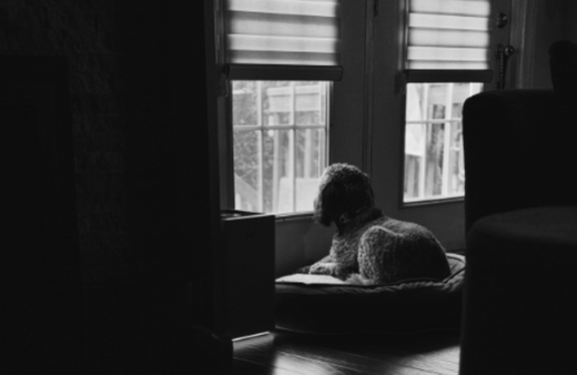 how to calm a dog during a storm at night