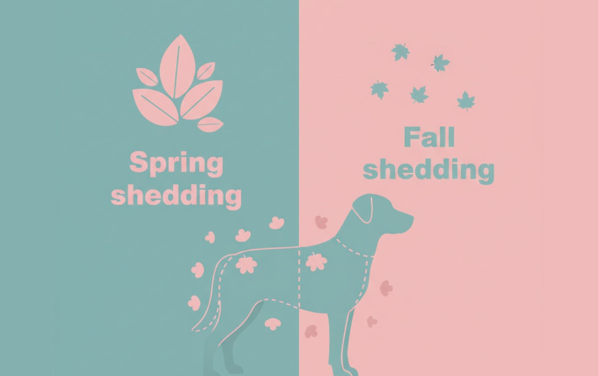When Does a Dog Shed? Understanding Shedding Seasons and Management