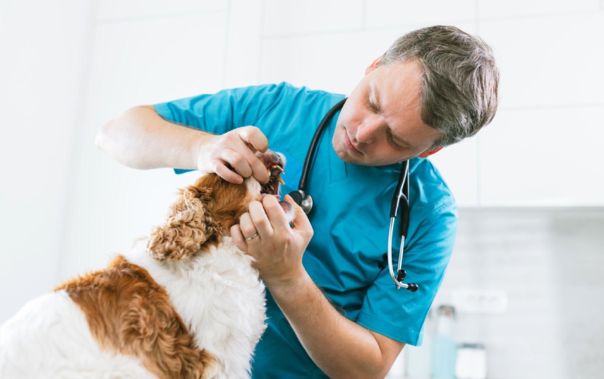 How to Keep Dogs’ Teeth Clean: Daily Habits That Support Oral Health
