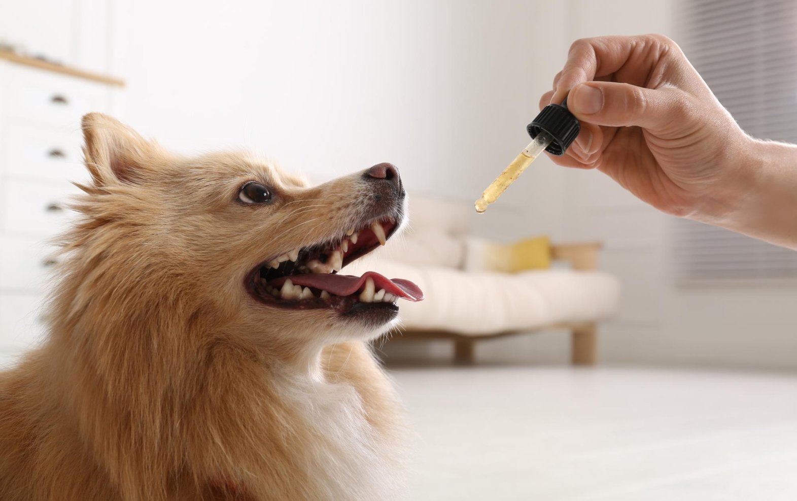 What Is CBD Oil? The Complete Guide for Pet Parents