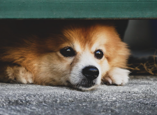 Frequently Asked Questions of How To Train An Anxious Dog?