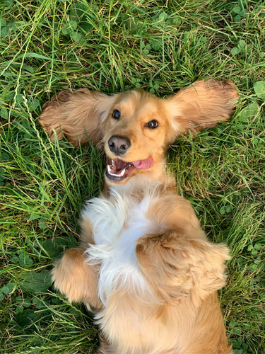 A Guide to Pampered Dog Skin and Coat Wellness