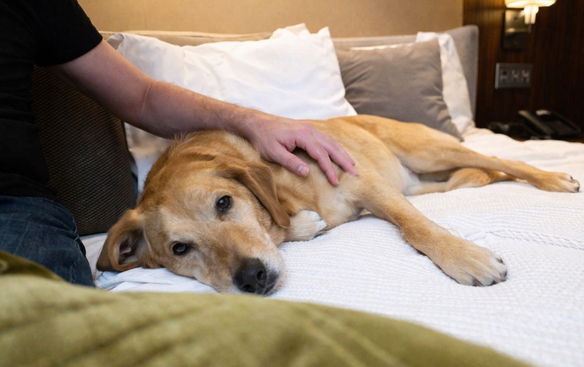How to Fly With a Dog: Health, Stress, and CBD Travel Tips