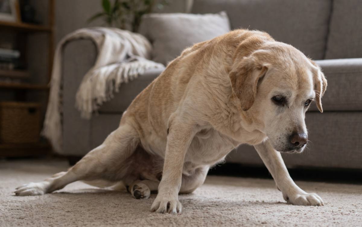 Hip Problems in Dogs: Causes, Signs, and Which Breeds Are Most at Risk