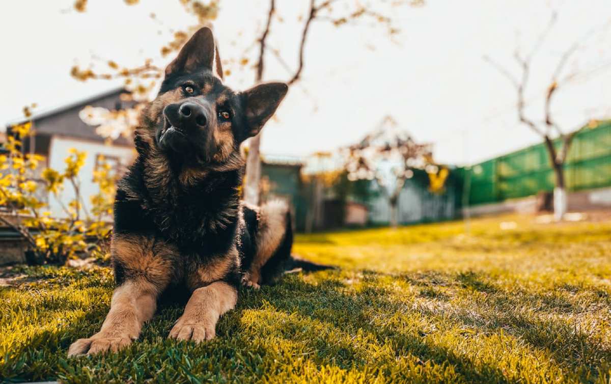 Signs of Aging in Dogs: What Every Pet Parent Should Know