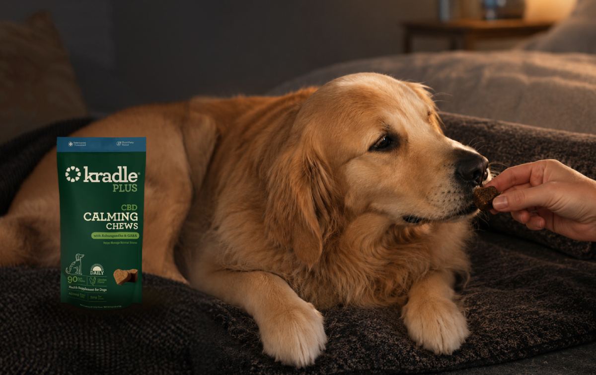 Does CBD Make Dogs Sleepy? What Pet Parents Should Know