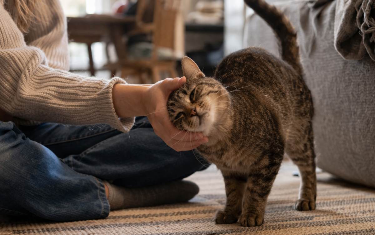 How to Get a Cat Like You: 12 Gentle Ways to Build Trust
