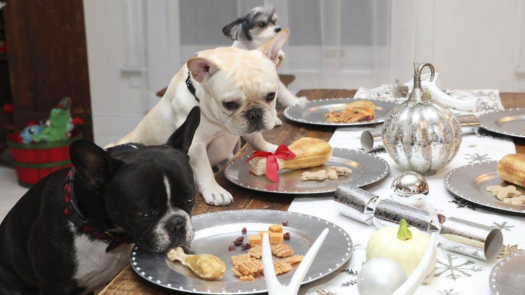 Simple Ways to Show Thanks to Your Dog & Celebrate Petsgiving