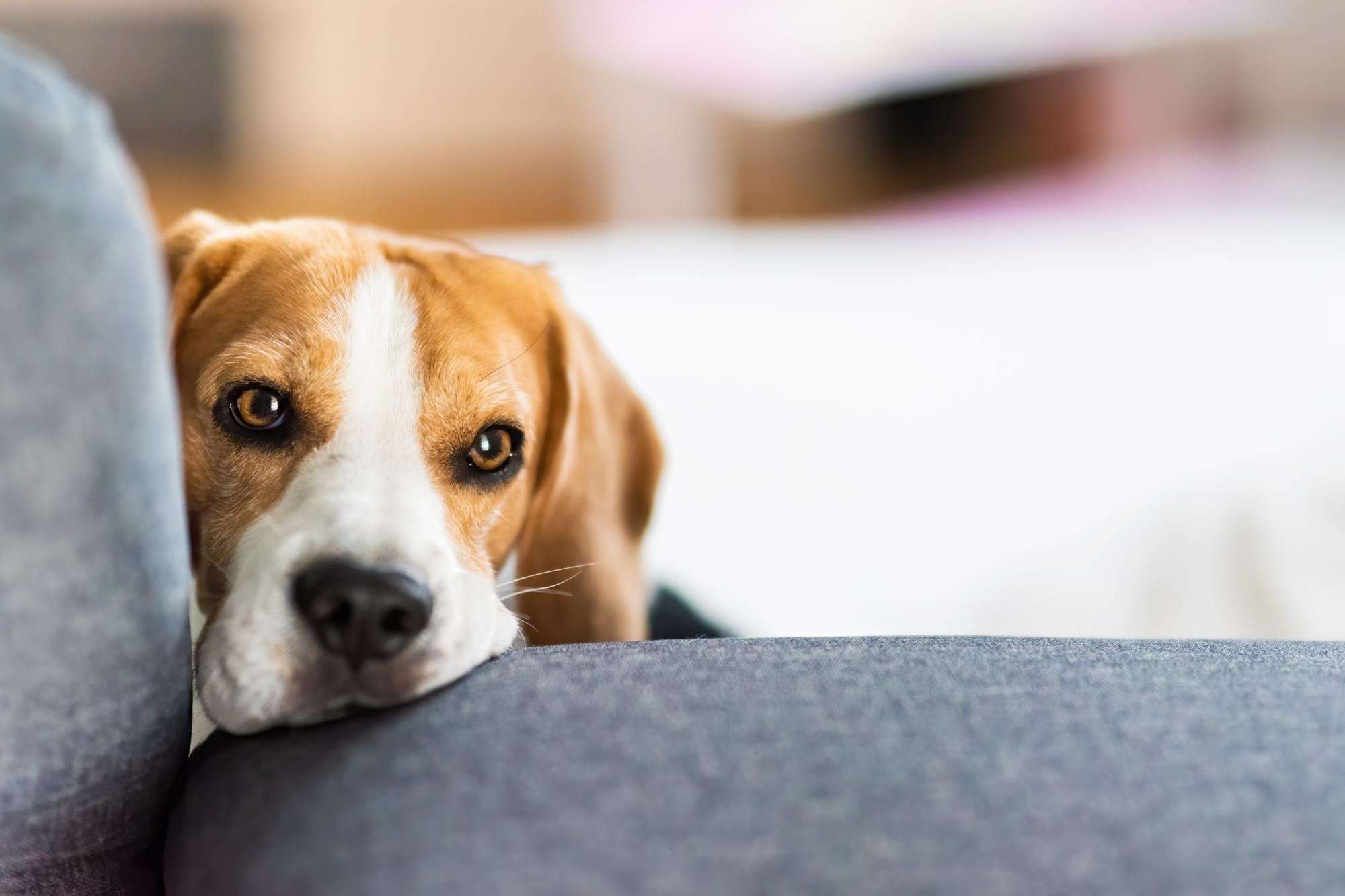 How to Calm an Anxious Dog Naturally: Expert Tips for Pet Parents