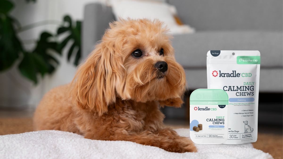 Can Dogs Have Mental Illness?