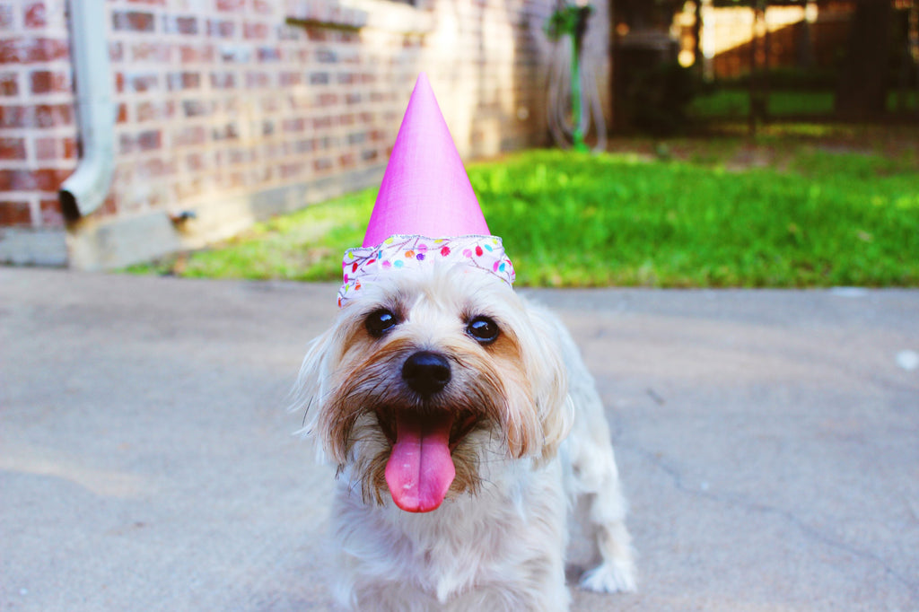 Kradle™ Shares Tips to Celebrate National Dog Day