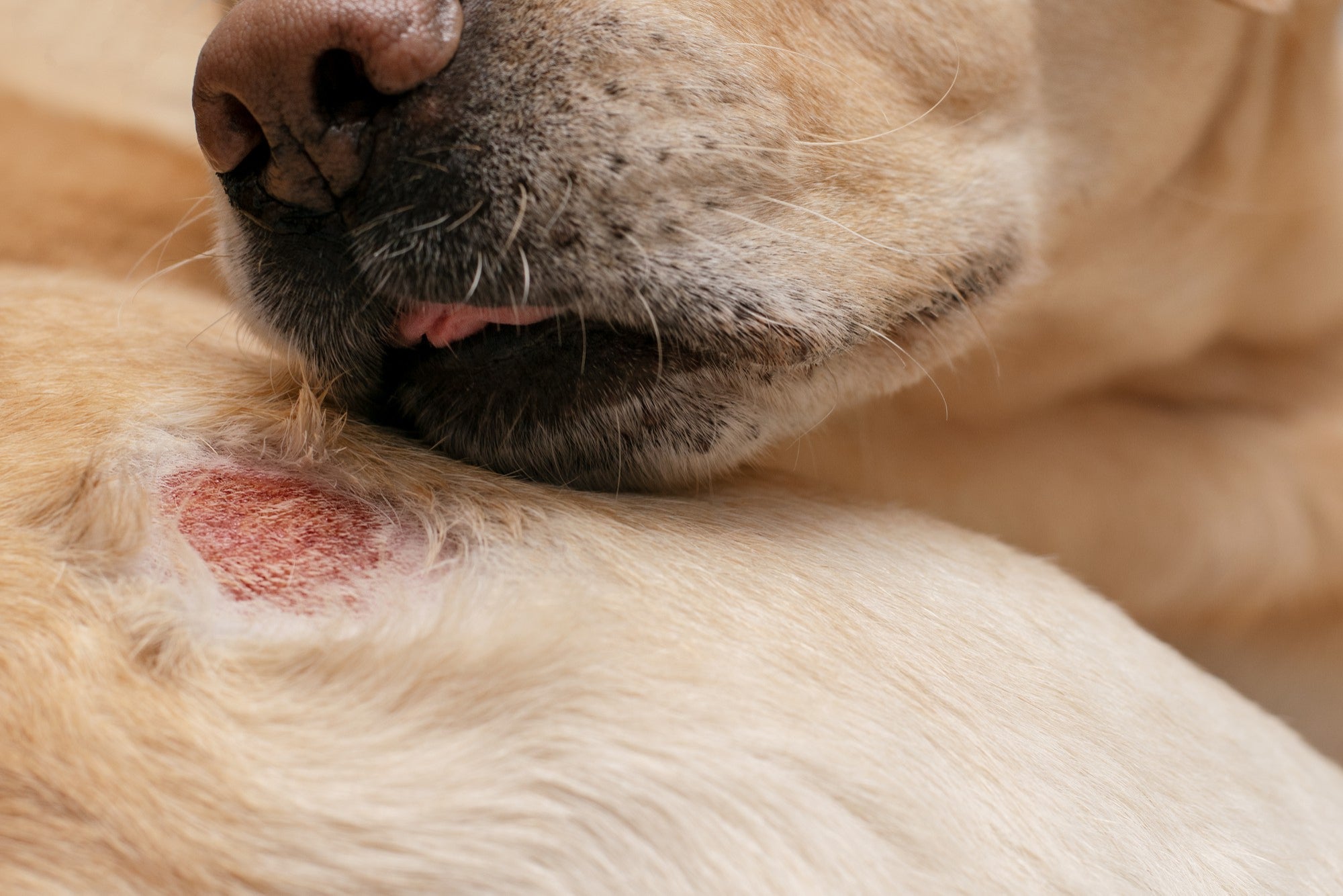 How can CBD Help with Allergies in Dogs?