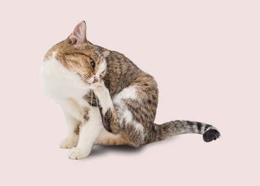 How Does CBD Help With Cat Allergies