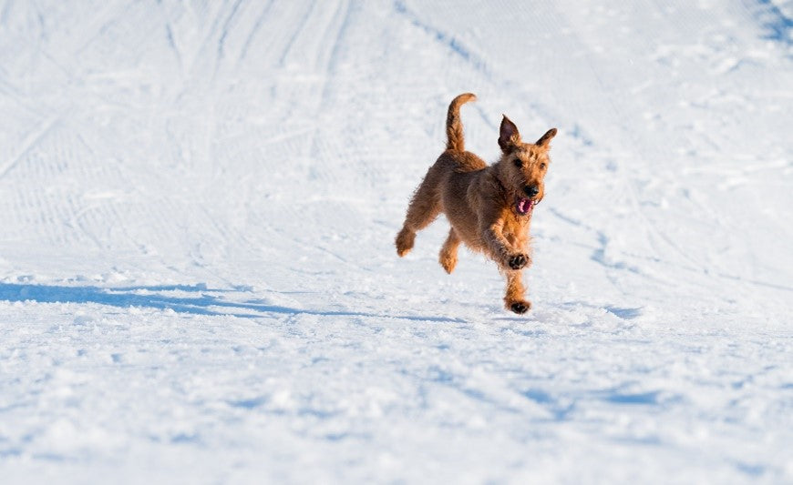 Dog running in snow