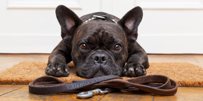 Dog sitting in front of a leash for walking.