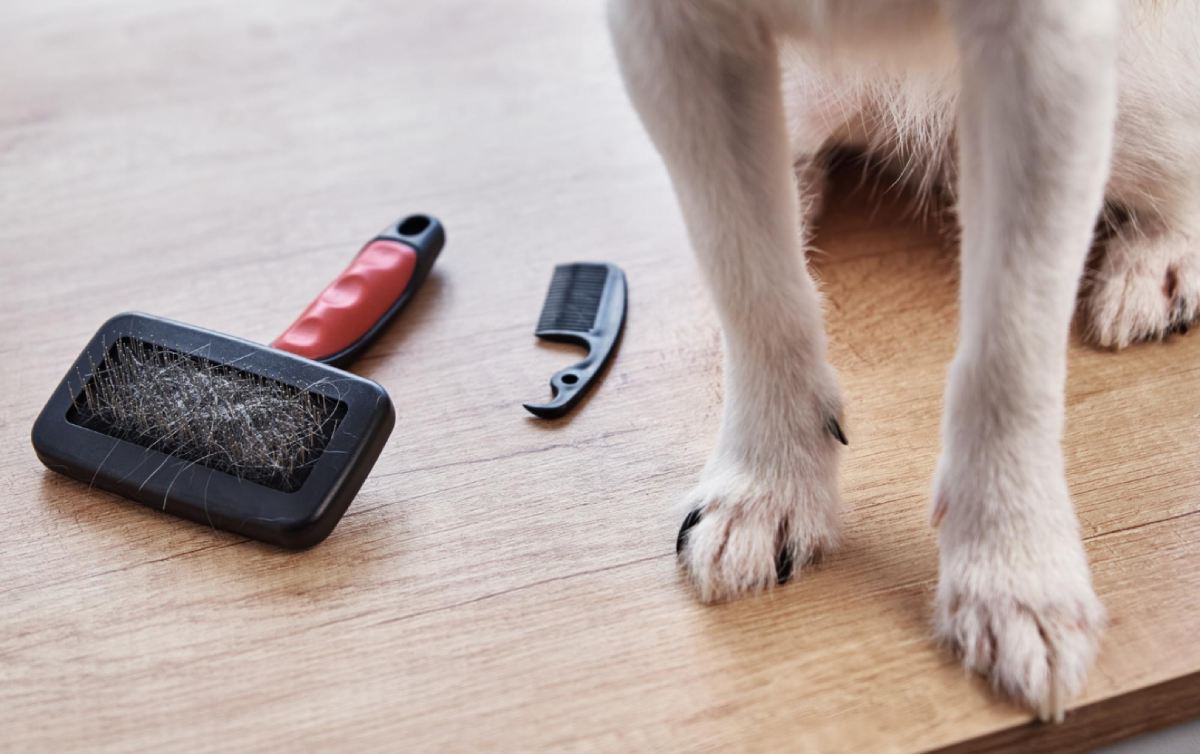 When Does a Dog Shed? Understanding Shedding Seasons and Management