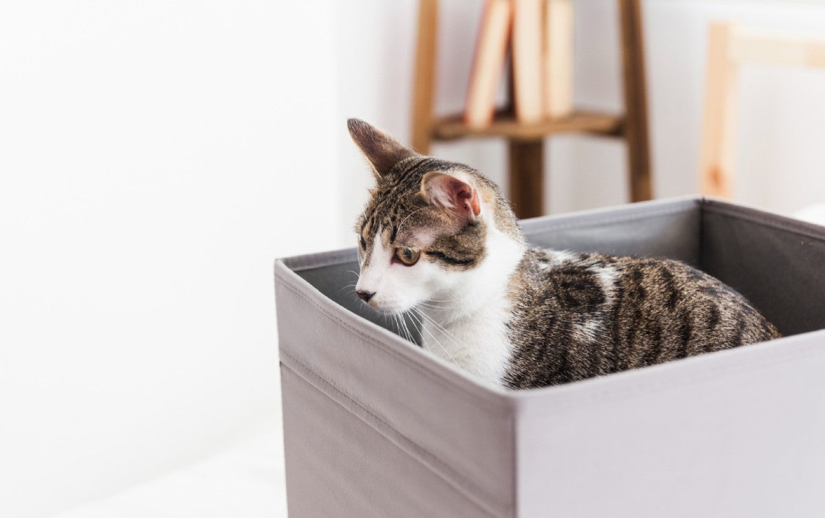 How Long Can Cats Be Left Alone Safely? A Comprehensive Guide