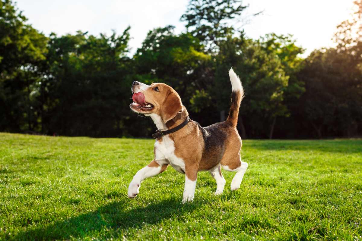 How to Improve Your Dog’s Digestion Naturally