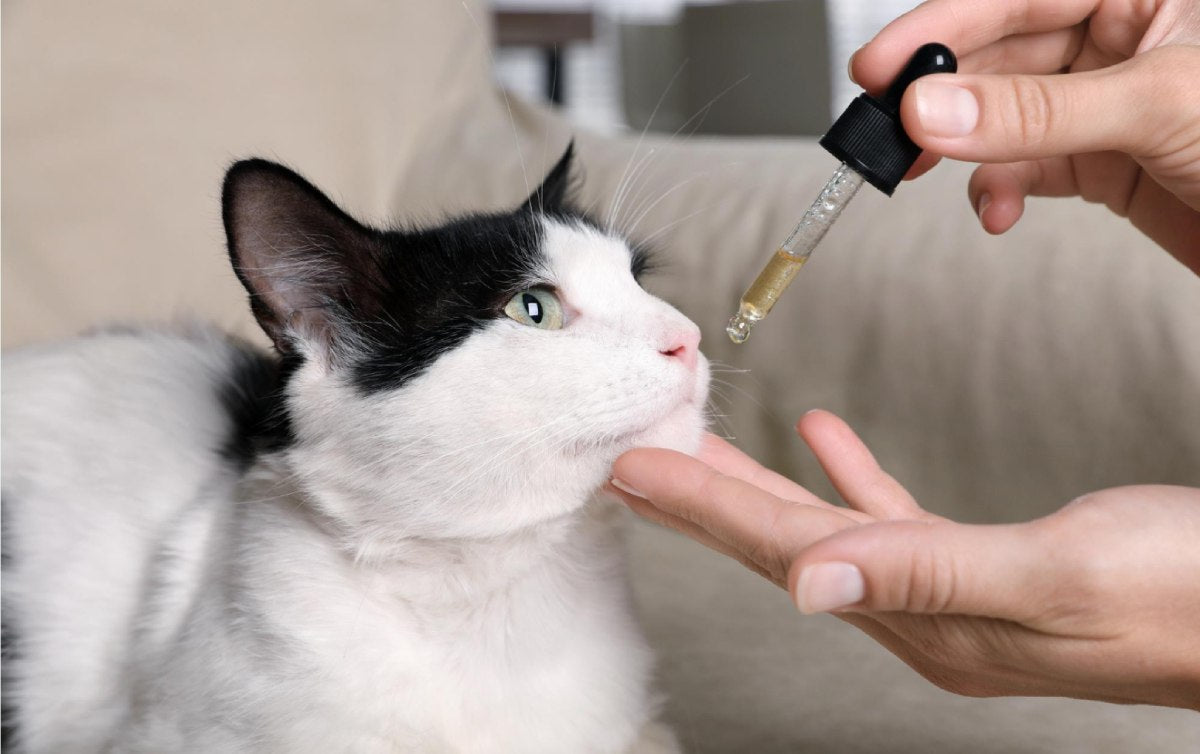 Is CBD Safe for Cats? Benefits, Risks & What Vets Say