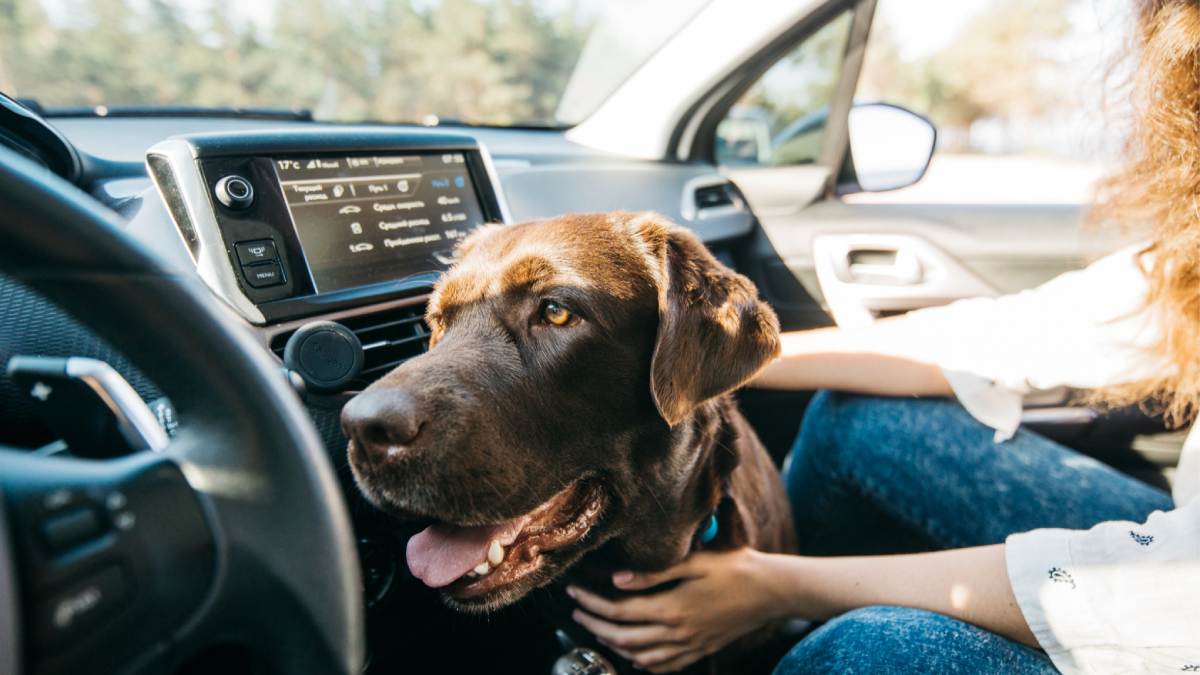 Why Do Dogs Pant In The Car
