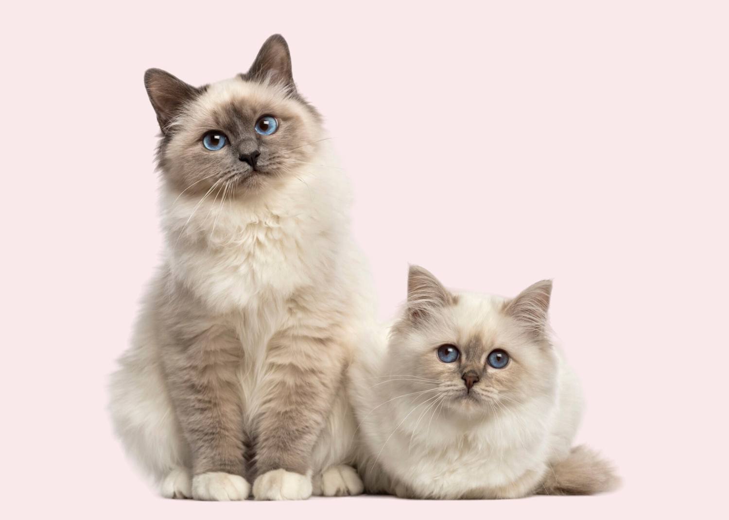 Is CBD Safe for Cats? Benefits, Dosage, Risks Explained
