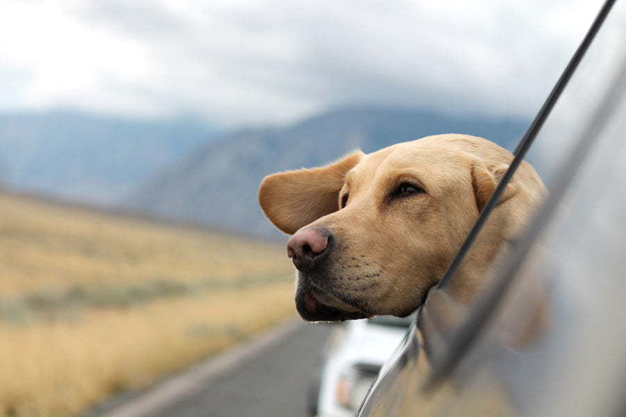 A dog sticking its head out of the car window on a road trip.