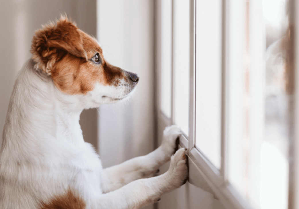 Pets in a Pandemic – Human-Animal Connection Deepens