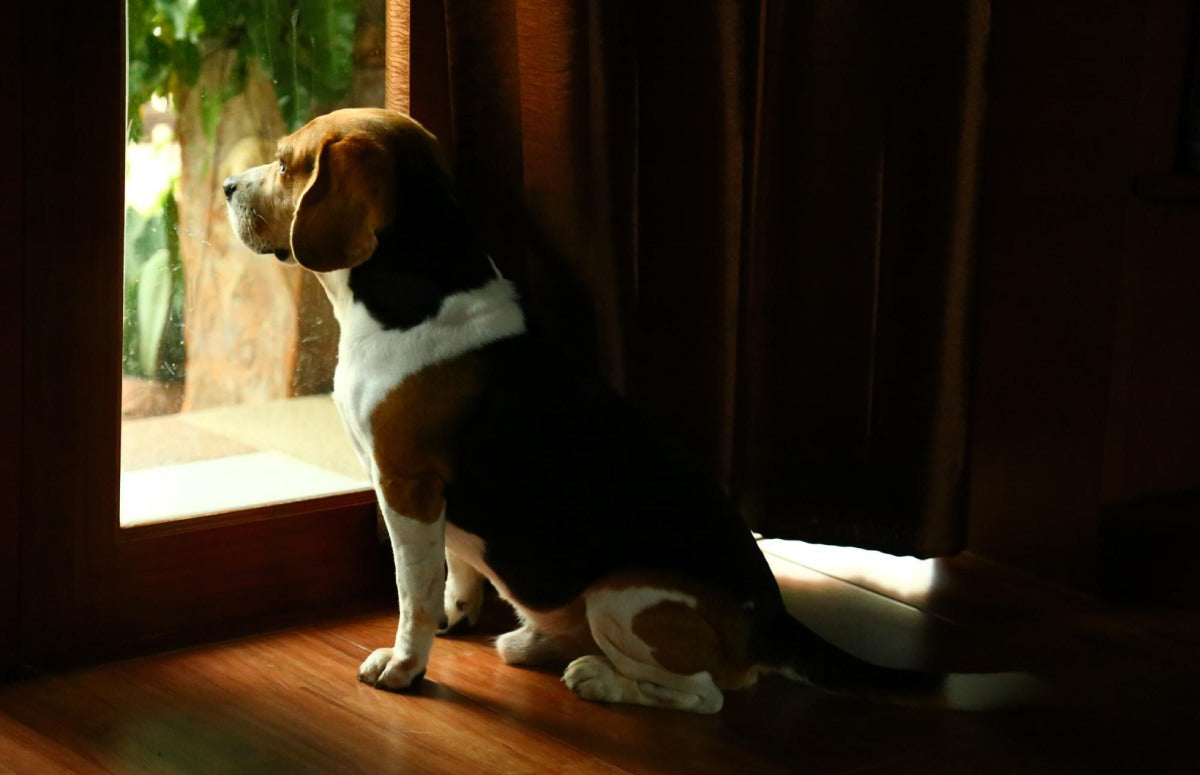 How To Help a Dog With Separation Anxiety
