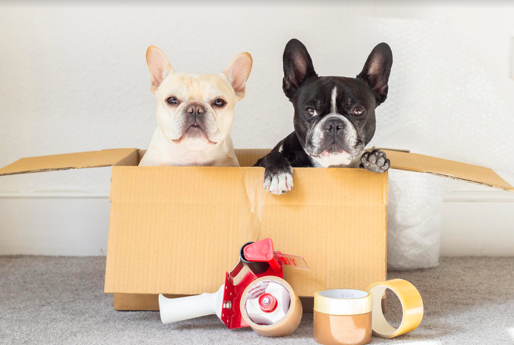 How International Relocation Triggered Moving Stress for Celebrity Dogs @oscarfrenchienyc & @irresistiblecharlie