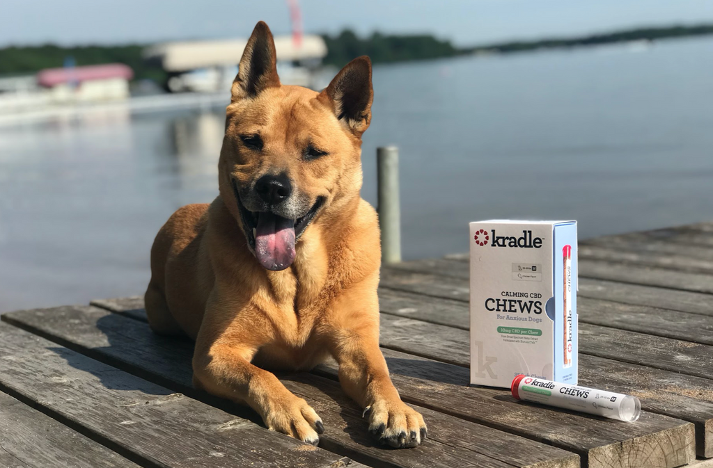 Clearing Up the Confusion About CBD & Your Dog
