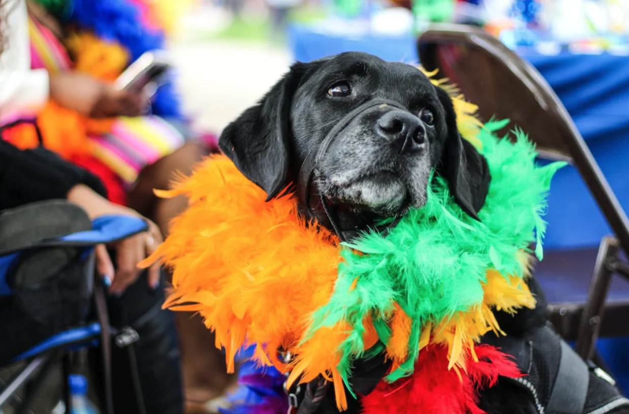 Dog-Friendly Summer Activities and Events for Your Pup
