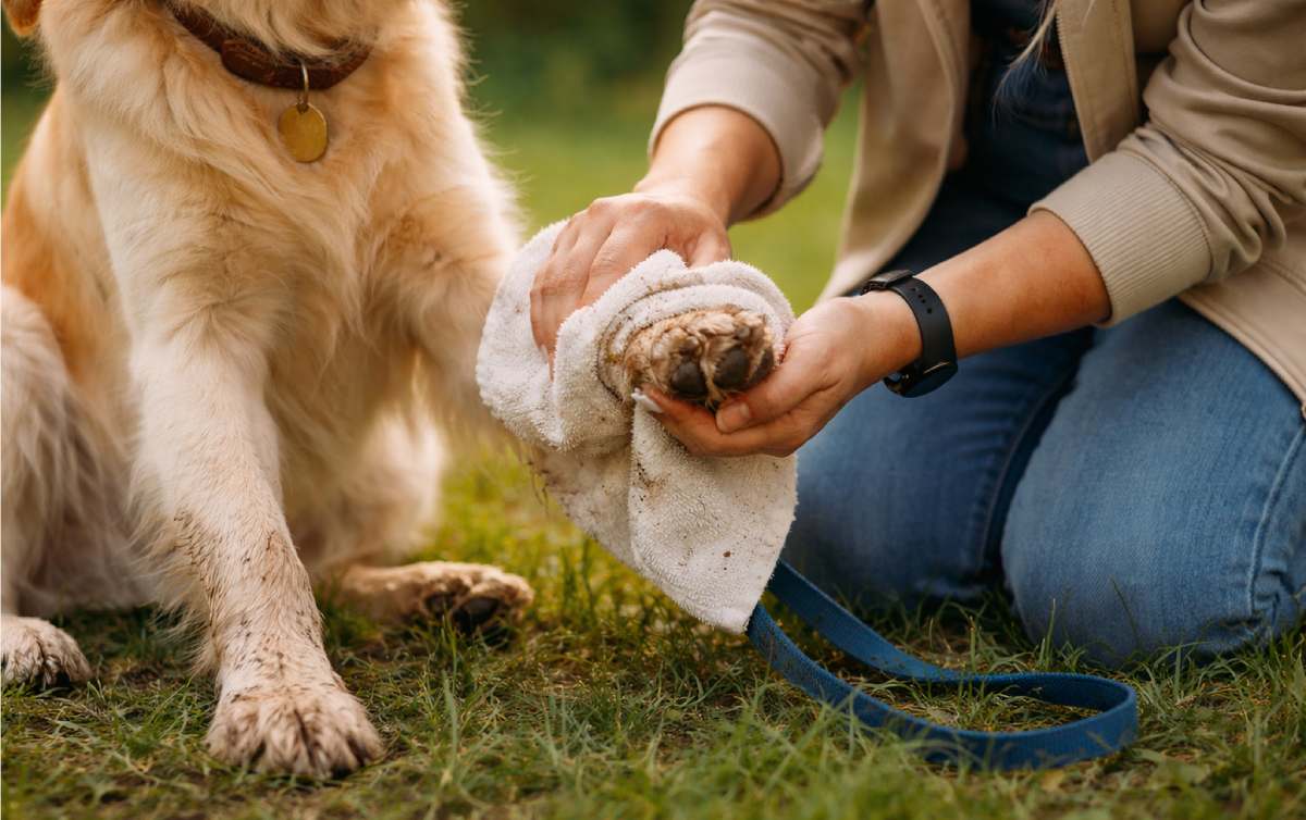 What Can You Give Dogs for Seasonal Allergies? Natural Support for Skin & Immunity