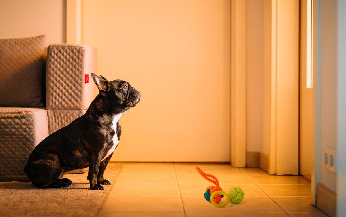 Why These 16 Dog Breeds Are More Likely to Have Separation Anxiety