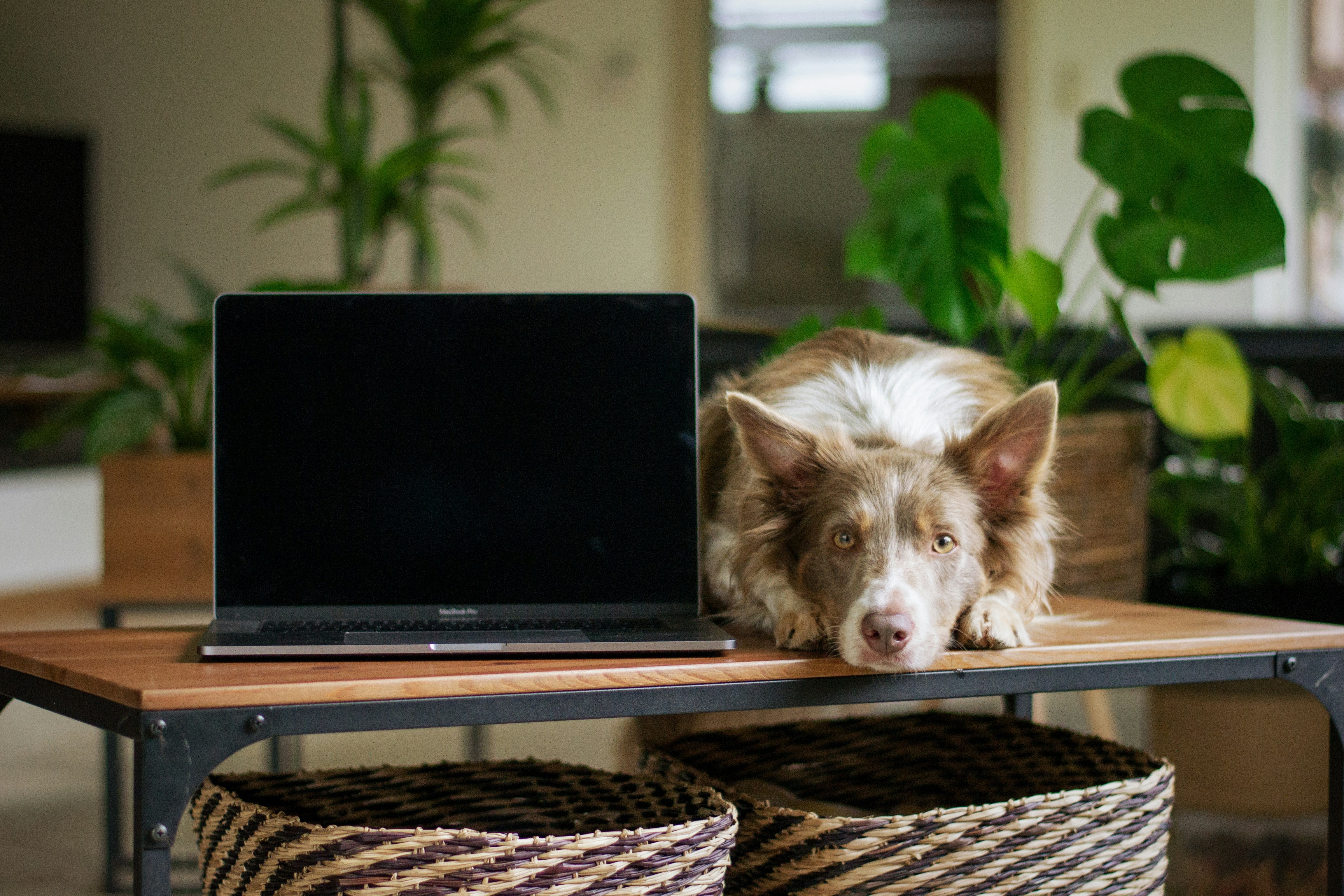 A dog sitting next to a computer. 