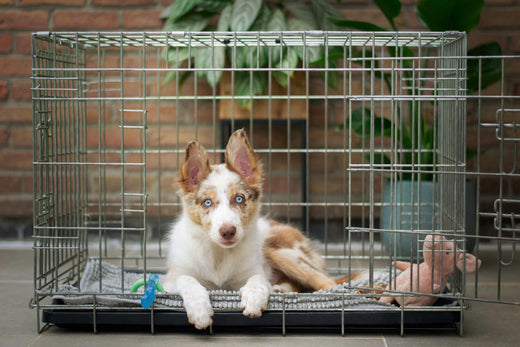 How to Crate Train Your Anxious Dog