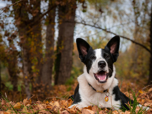 Dogs laying in the leaves in the fall