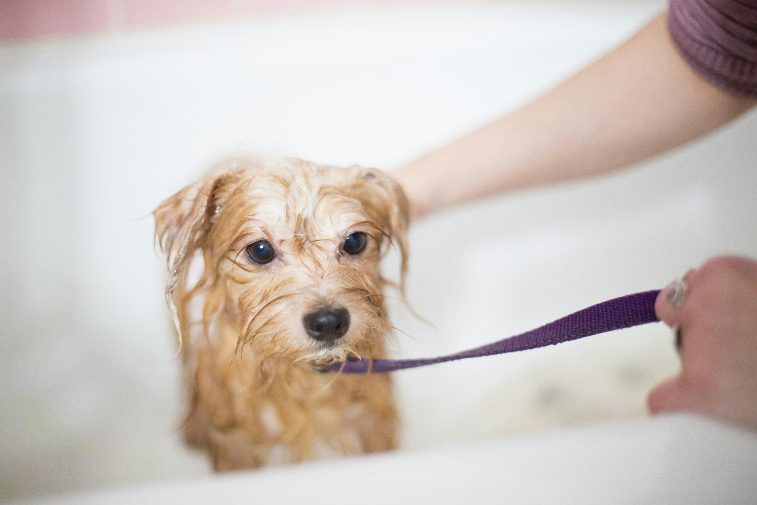 Dog in the bathtub being washed