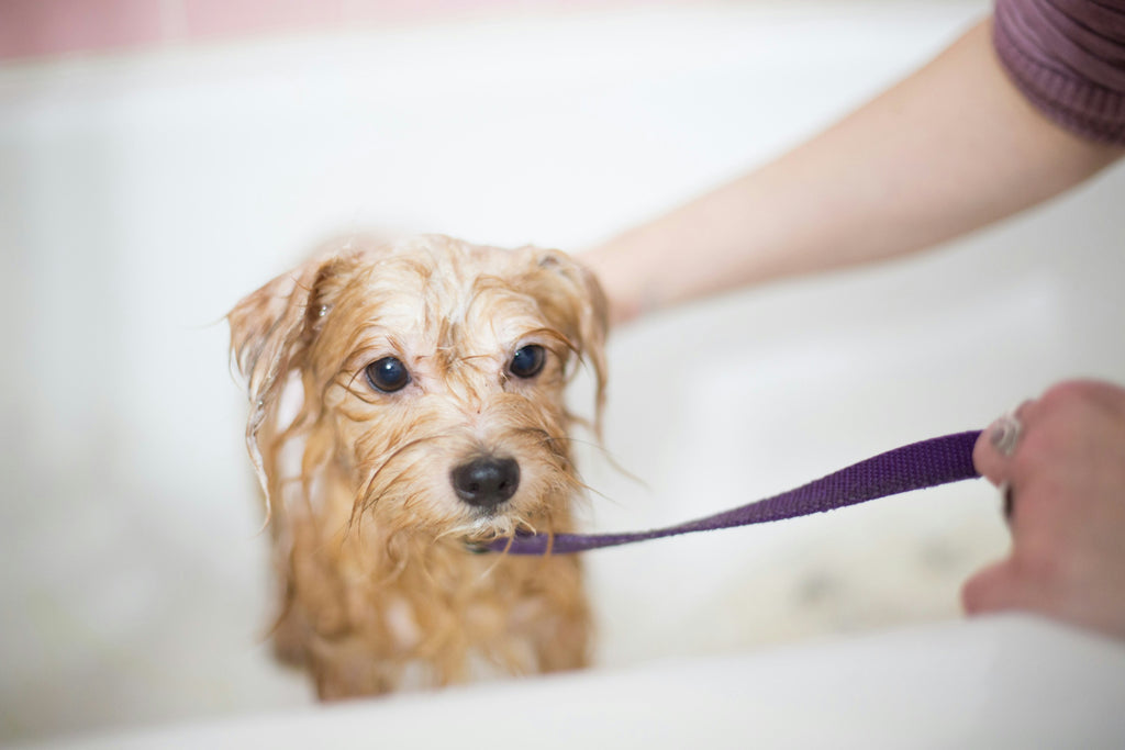 A Guide to Anxiety-Free Dog Grooming