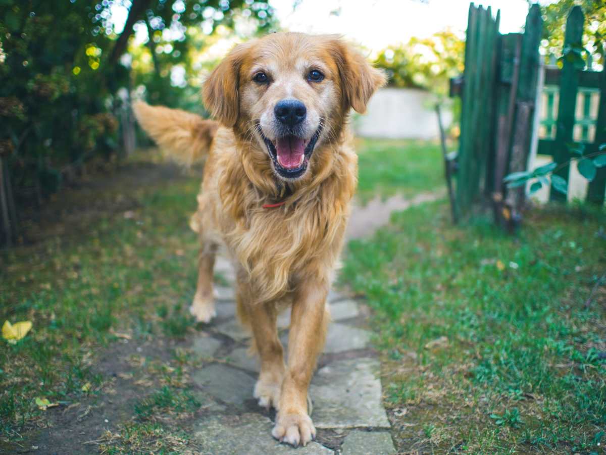 Skin and Coat Health: Promoting Springtime Grooming Tips